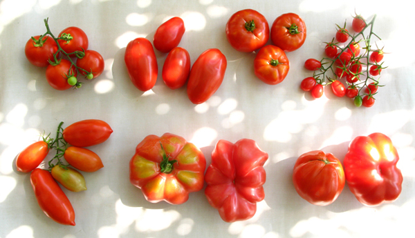 Mis tomates 2012