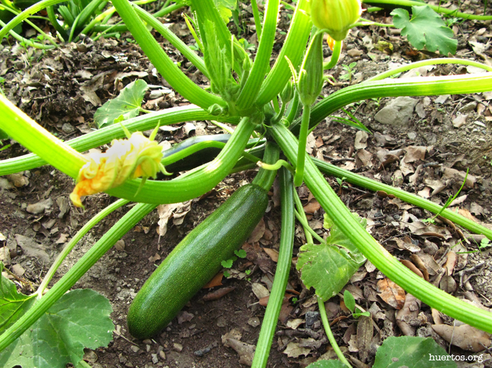 Calabacin -huertos.org