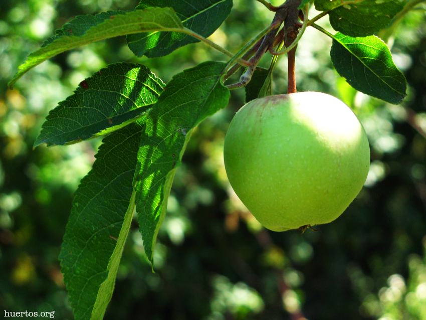 Manzana - huertos.org