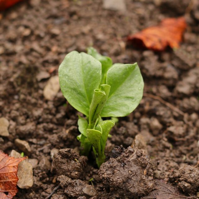 “Si quieres tener un buen habar, siembra las habas para el Pilar”. Pues las habas Reina Mora, plantadas siguiendo el refrán, ya han salido. Si el buen tiempo acompaña, entre febrero y marzo ya recogeremos. #huerto #huerta #huertourbano #huertoecologico #huertoencasa #huertaencasa #huertocasero #ecologico #macetohuerto #huertaorganica #huertocurativo #jardin #terapiahorticola #huertoterapia #vegetariano #vegano #vegan #veganfood #vegana #comidavegana #slowfood #healthyfood #saludable #comidavegetariana #vegetarianfood #instafood #bio