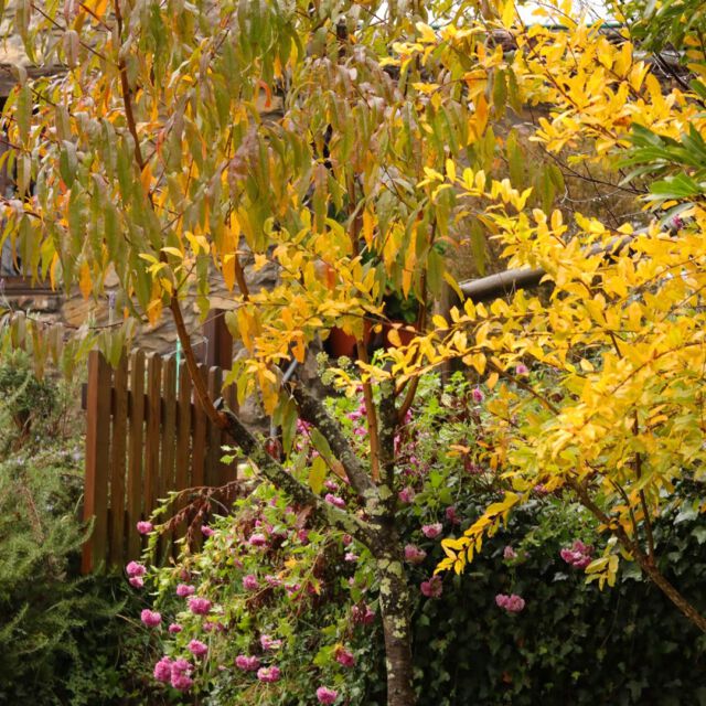 Otoño no es el momento más productivo del huerto, pero ¡qué colores! El granado, el melocotonero, los crisantemos… Un goce bajar a mirar cómo va lo sembrado en estos días de lluvia. #huerto #huerta #huertourbano #huertoecologico #huertoencasa #growyourownfood #huertaencasa #huertocasero #ecologico #macetohuerto #huertaorganica #huertocurativo #terapiahorticola #huertoterapia