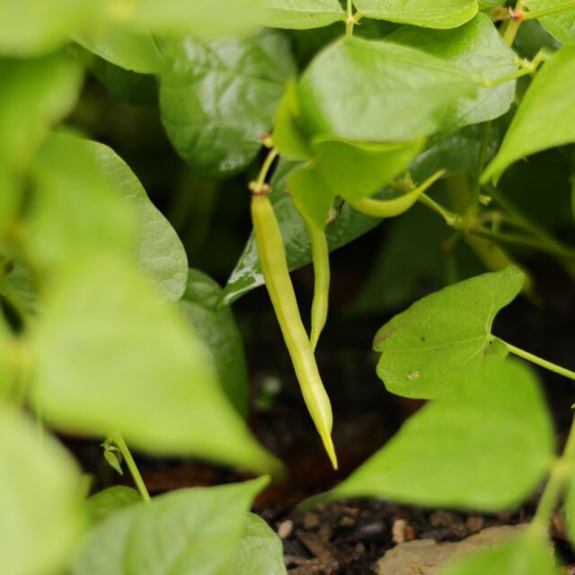 Plantadas demasiado tarde, pero todavía con alguna flor. ¡En noviembre tenemos judías tiernas! #huerto #huerta #huertourbano #huertoecologico #huertoencasa #huertaencasa #huertocasero #ecologico #macetohuerto #huertaorganica #huertocurativo #jardin #terapiahorticola #huertoterapia #vegetariano #vegano #vegan #veganfood #vegana #comidavegana #slowfood #healthyfood #saludable #comidavegetariana #vegetarianfood #instafood #bio